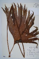 藏品(雙扇蕨)的圖片