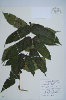 藏品(腸蕨)的圖片