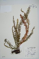 藏品(穴子蕨)的圖片