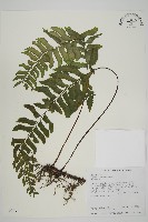 藏品(剪葉鐵角蕨)的圖片