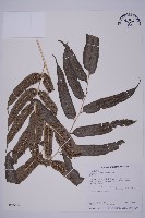 藏品(華鳳丫蕨)的圖片