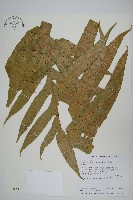 藏品(崖薑蕨)的圖片