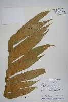 藏品(崖薑蕨)的圖片