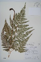 藏品(小葉複葉耳蕨)的圖片