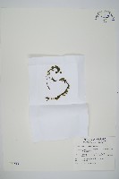 藏品(闊邊假脈蕨、變葉假脈蕨)的圖片