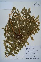 藏品(刺柄碗蕨)的圖片