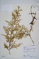 藏品(過山龍)的圖片