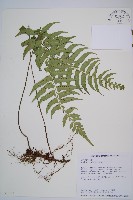 藏品(鋸齒雙蓋蕨、線葉雙蓋蕨、刺鱗雙蓋蕨)的圖片