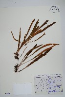 藏品(中國石葦)的圖片