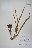 藏品(書帶蕨)的圖片