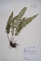 藏品(紅苞蹄蓋蕨)的圖片