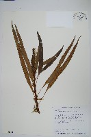 藏品(波氏星蕨)的圖片