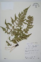 藏品(阿里山蹄蓋蕨)的圖片