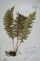 藏品(耳形瘤足蕨)的圖片