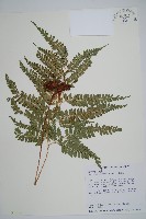 藏品(斜方複葉耳蕨)的圖片