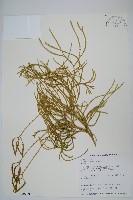 藏品(地刷子)的圖片