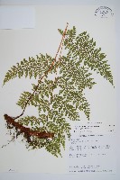 藏品(台灣小膜蓋蕨)的圖片