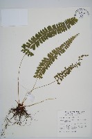 藏品(韓氏耳蕨)的圖片