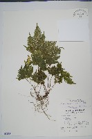 藏品(翅柄鳳尾蕨)的圖片