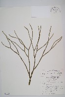 藏品(銳葉石松)的圖片