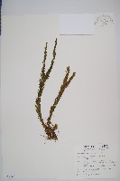 藏品(福氏石松)的圖片