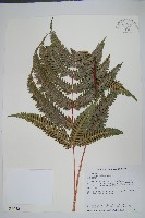 藏品(紅柄鳳尾蕨)的圖片