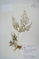 藏品(日本金粉蕨)的圖片