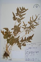 藏品(箭葉鳳尾蕨)的圖片