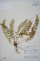 藏品(知本耳蕨)的圖片