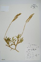 藏品(石松)的圖片