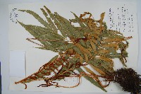 藏品(粗齒革葉紫萁)的圖片