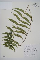 藏品(鋸齒雙蓋蕨、線葉雙蓋蕨、刺鱗雙蓋蕨)的圖片