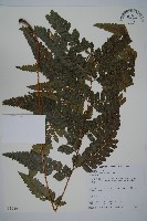 藏品(臺灣鱗蓋蕨)的圖片