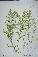 藏品(玉山卷柏)的圖片