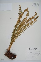 藏品(南湖耳蕨)的圖片