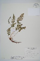 藏品(鋸齒葉鱗毛蕨)的圖片