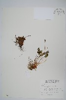 藏品(高山珠蕨)的圖片