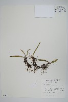 藏品(瓦葦)的圖片