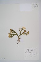 藏品(反捲葉石松)的圖片