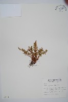 藏品(岩蕨)的圖片