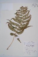 藏品(對生蹄蓋蕨)的圖片