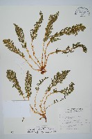 藏品(腺鱗毛蕨)的圖片