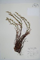 藏品(高山耳蕨)的圖片