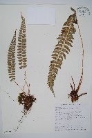 藏品(軟骨耳蕨)的圖片