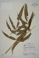 藏品(華鳳丫蕨)的圖片