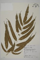 藏品(華鳳丫蕨)的圖片