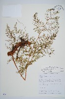 藏品(台灣小膜蓋蕨)的圖片