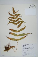 藏品(肢節蕨)的圖片