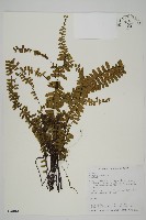 藏品(生芽鐵角蕨)的圖片