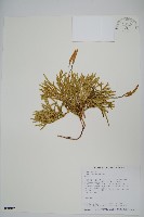 藏品(地刷子)的圖片